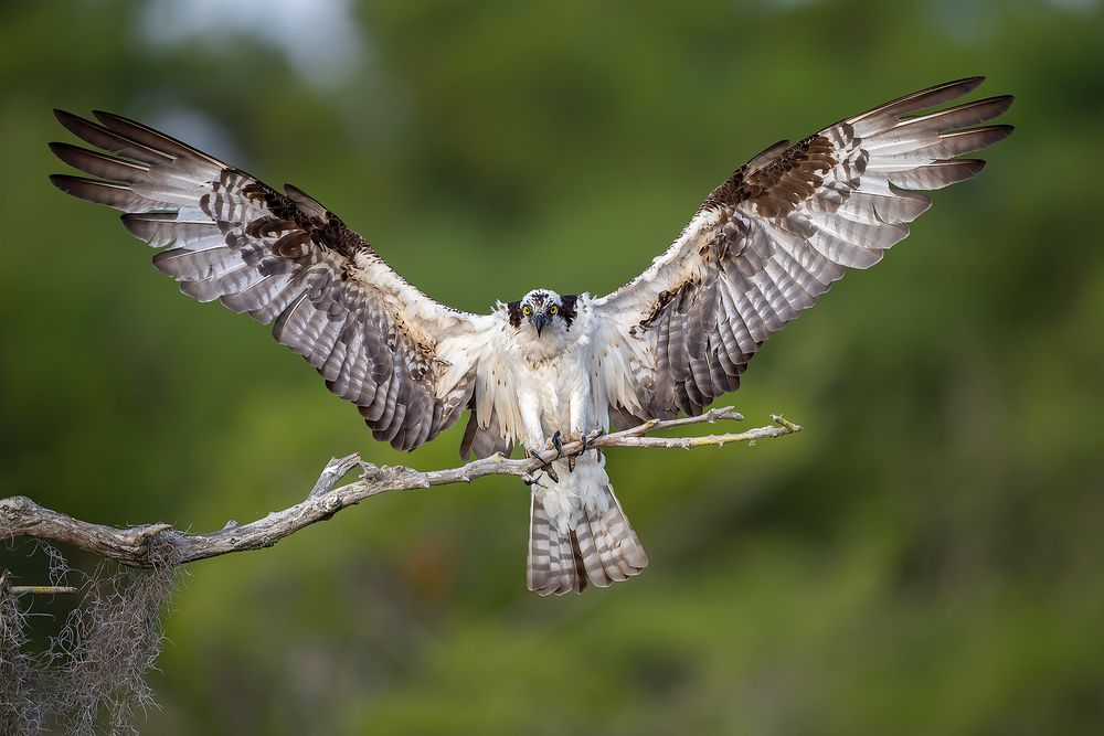 Osprey-landing-on-branch_F7A1422-Lake-Blue-Cypress,-FL,-USA.jpg
