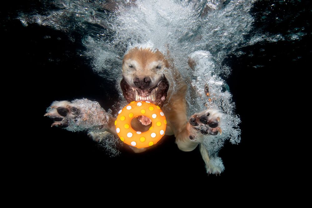 Toby-with-orange-donut-underwater_83A9347-Dover,-FL,-USA.jpg