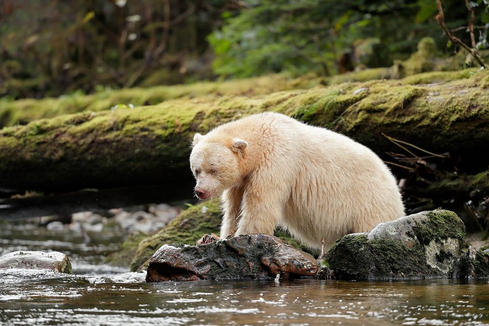 Spirit-bear-checking-the-water-for-fish_A3I2786-Gribbell-Island,-British-Columbia,-Canada,.jpg