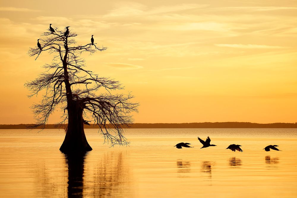 Sunset-cypress-tree-with-comorants-Composite-II_Lake-Blue-Cypress,-FL,-USA.jpg
