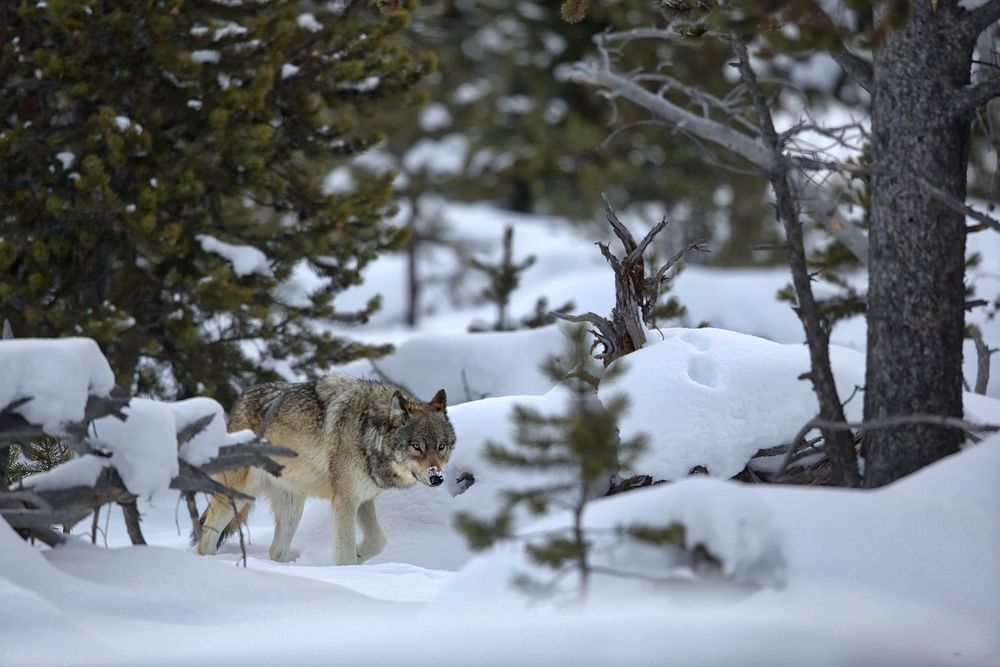 Wolf cruising through the pine trees II_B8R6308-Yellowstone National Park, WY, USA.jpg