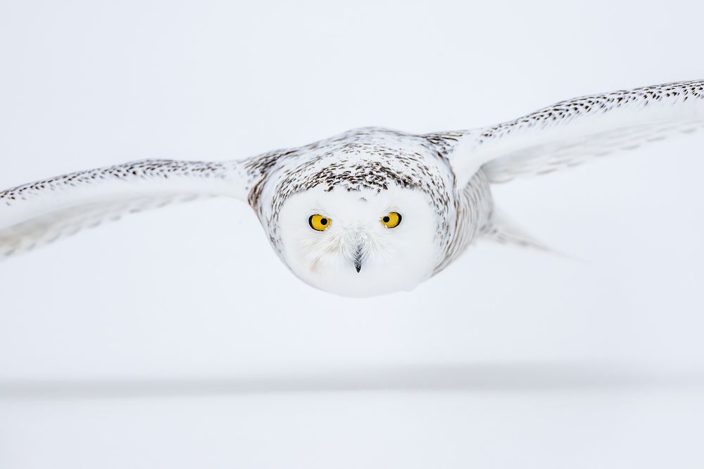 Snowy-owl-down-the-barrel-flight_F7A6914.jpg