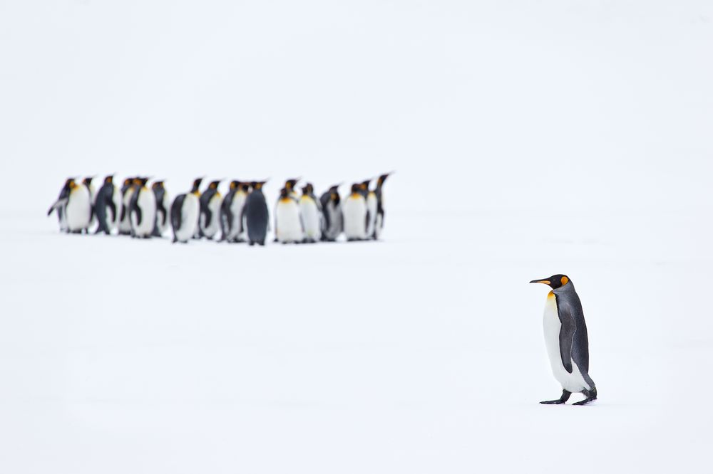 King-Penguin-walking-towards-group-digital-comp_E7T2602-Right-Whale-Bay,-South-Georgia-Islands.jpg