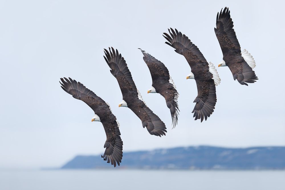 Bald eagle flying sequence II_Panorama1.jpg