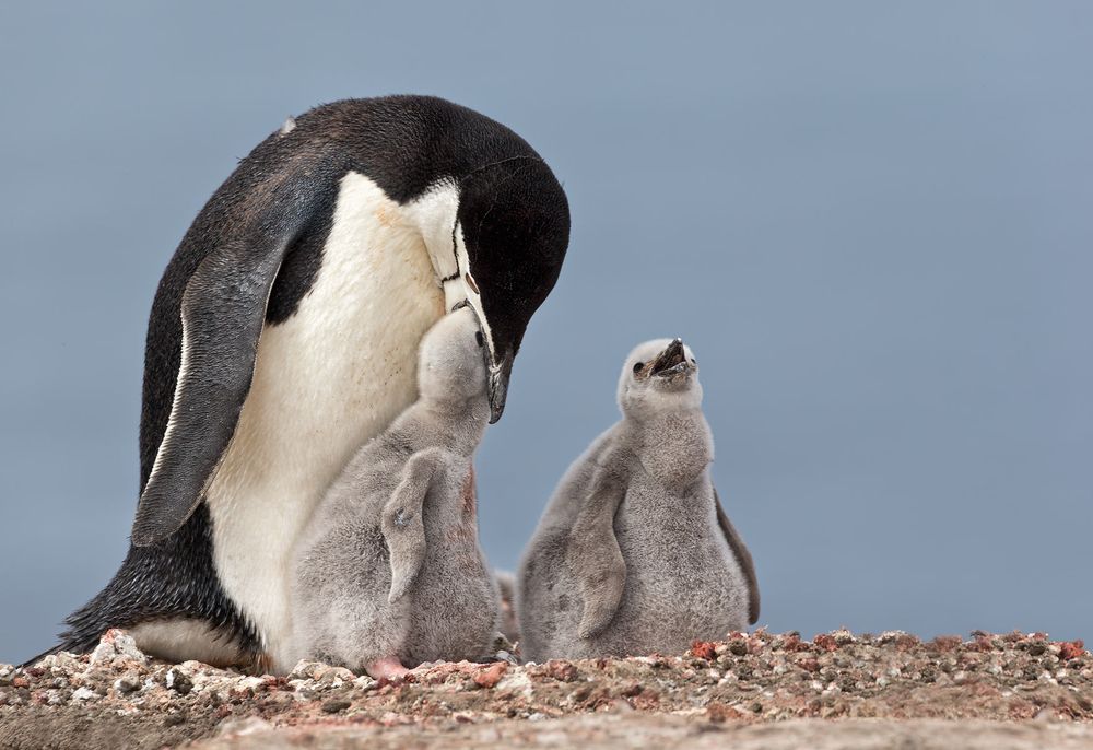 Chinstrap-Penguin-with-chicks-against-blue-ocean-bkgd_E7T4708-Bailey-Head,-Deception-Island,-Antarctica.jpg