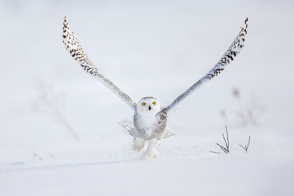 Snowy-owl-lifting-off_F0A7079.jpg