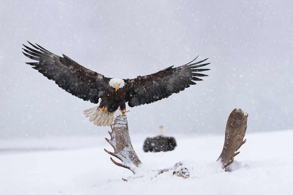 Bald-eagle-landing-on-moose-antler-composite-II_74I3390-Kachemak-Bay,-Alaska,-USA.jpg