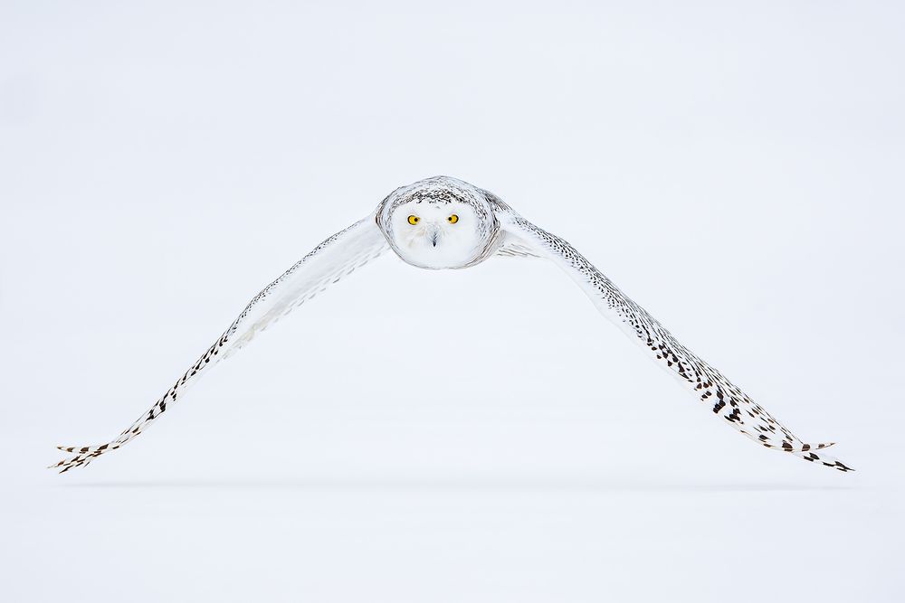 Snowy-owl-wings-down-with-white-background_F7A6858.jpg