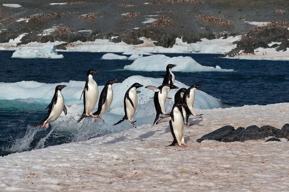 Adelie-Penguins-jumping-out-of-the-water_E7T5491-Hope-Bay,-Antarctica.jpg
