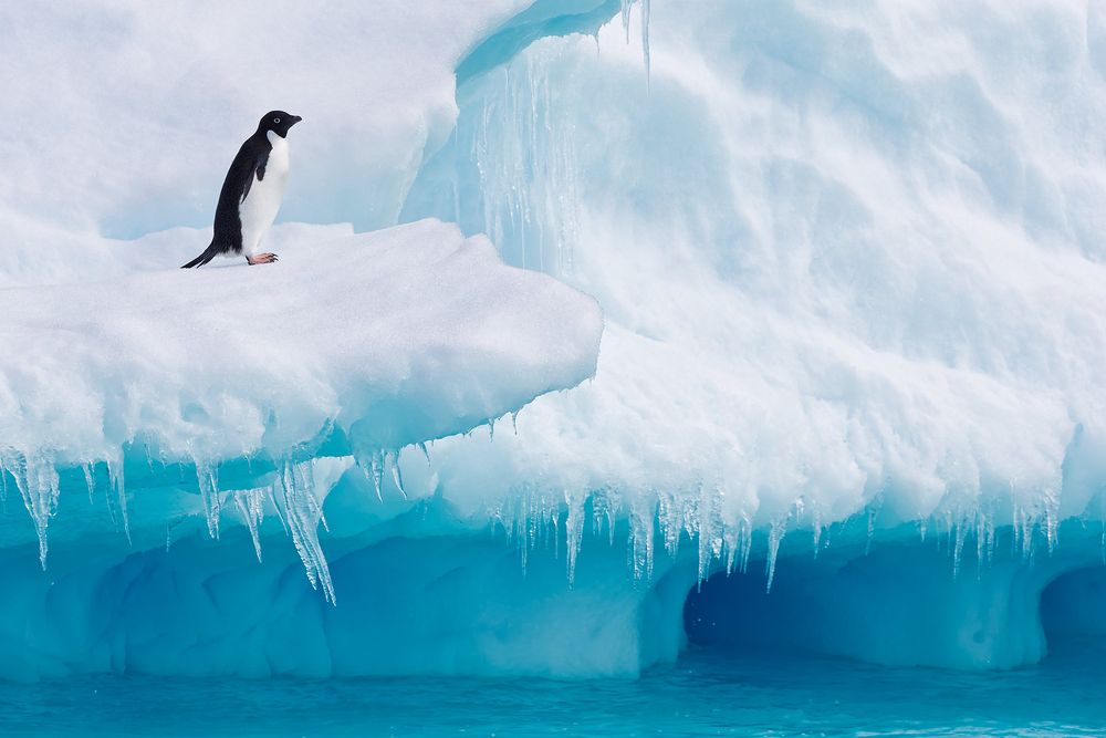Adelie-Penguin-on-iceberg-ledge-with-blue-ice-and-water_E7T1711-Detaille-lsland,-Antarctica.jpg