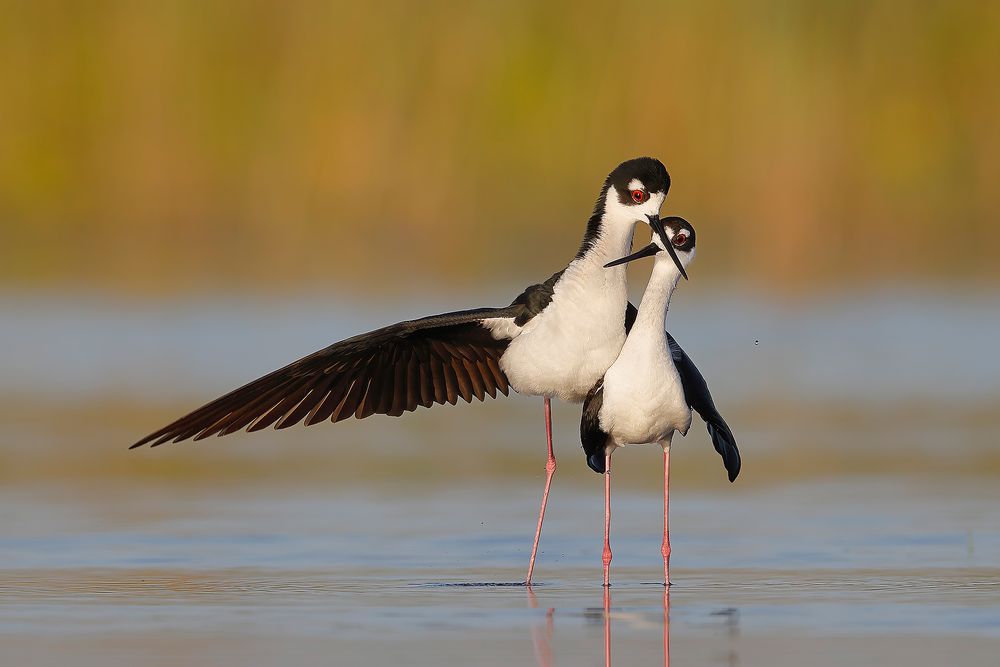 Black-necked-Stilts-courting-behavior-II_74I4383-Indian-Lake-Estates,-Florida,-USA.jpg