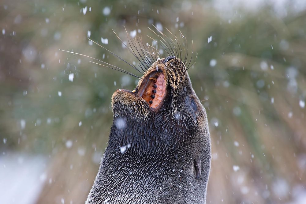Fur-Seal-catching-snow-flakes-portrait_E7T3521-Prion-Island,-South-Georgia-Islands.jpg