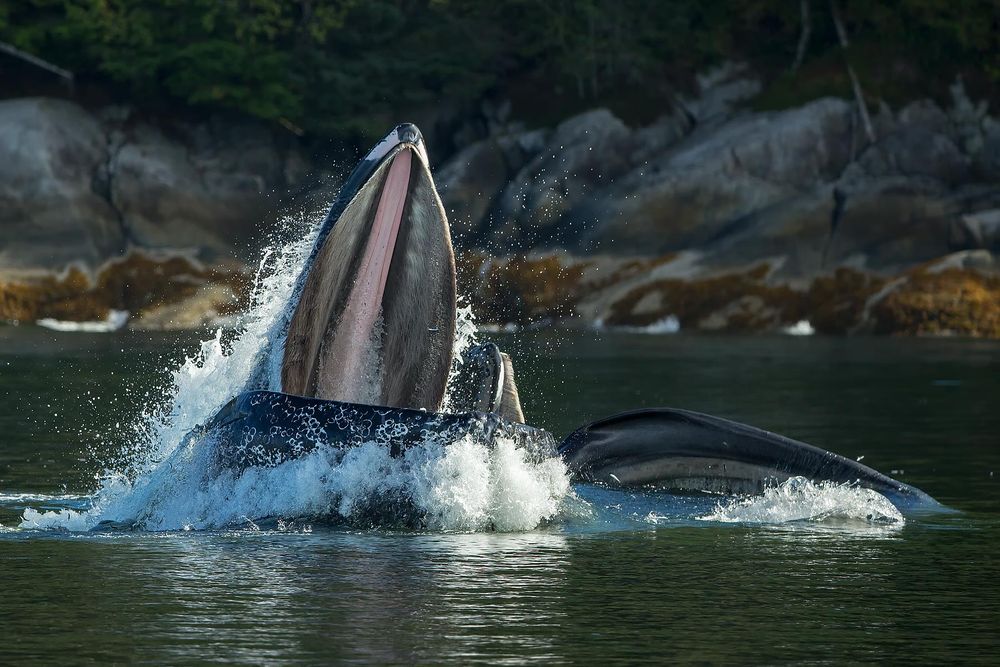 Humpback-whale-feeding-for-fish_E7T6211-Gribbell-Island,-British-Columbia,-Canada.jpg