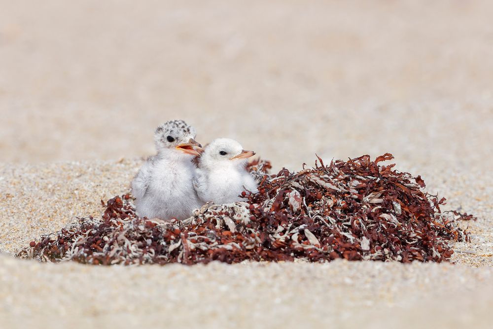 Least-tern-chick-on-seaweed_F0A8454-Pompano-Beach,-Florida,-USA.jpg