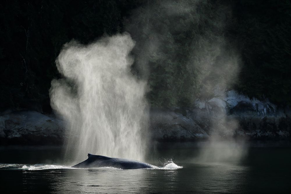 Humpback-whale-with-spray-backlit_A3I1325-Gribbell-Island,-British-Columbia,-Canada.jpg