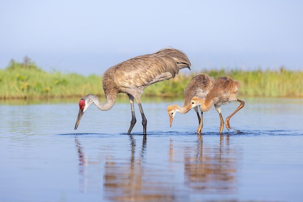 Sandhill-crane-with-chicks-feeding-in-water_F0A6113-Indian-Lakes-Estates,-FL.jpg