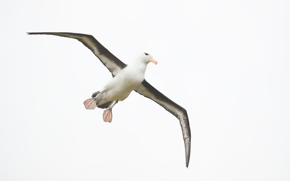 Black browed albatros flying in_A3I2579-West Point Island, Falklands.jpg