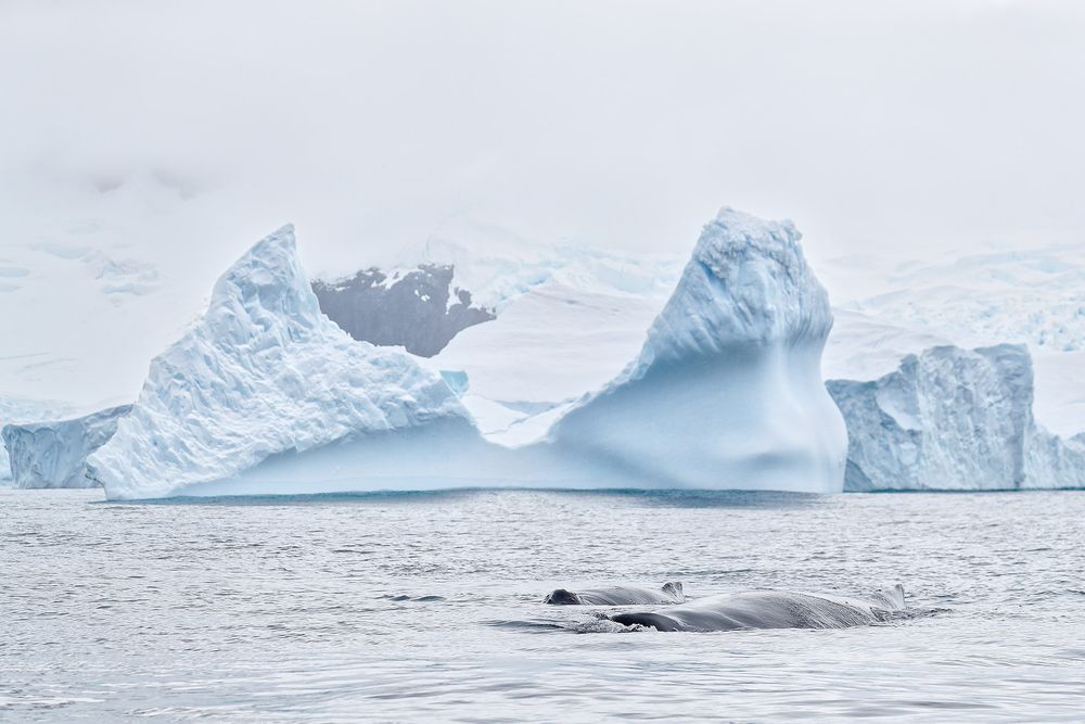 Humpback-whales-cruising_A3I7940-Cierva-Cove,-Antarctica.jpg