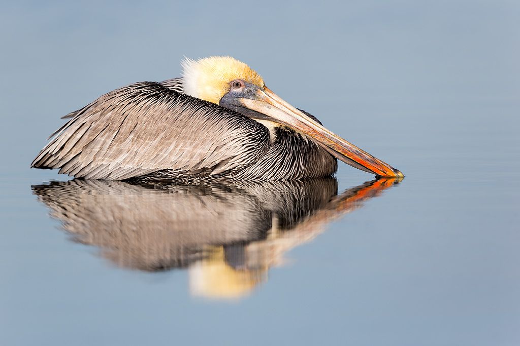 Brown-pelican-reflection-in-blue-water_E7T1321-Estero-Lagoon-Fort-Myers-Beach-USA.jpg