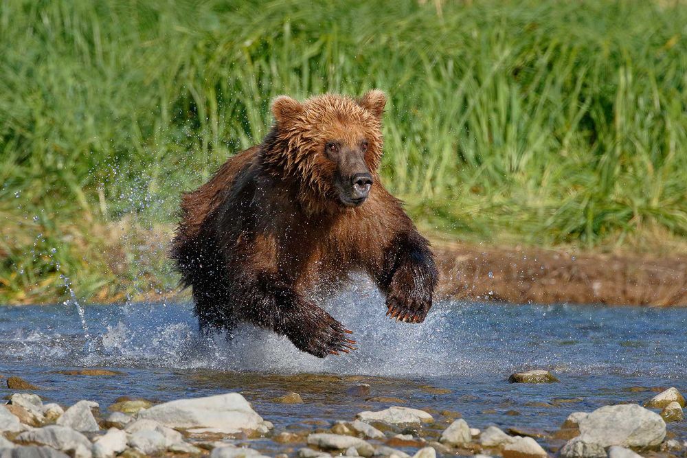 Coastal-Brown-bear-jumping-after-salmon_44A1375-Geographic-Harbor,-Katmai-National-Park-&-Preserve,-Kodiak,-AK,-USA.jpg