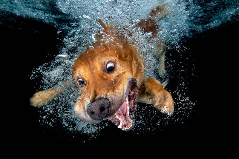 dogs playing fetch underwater