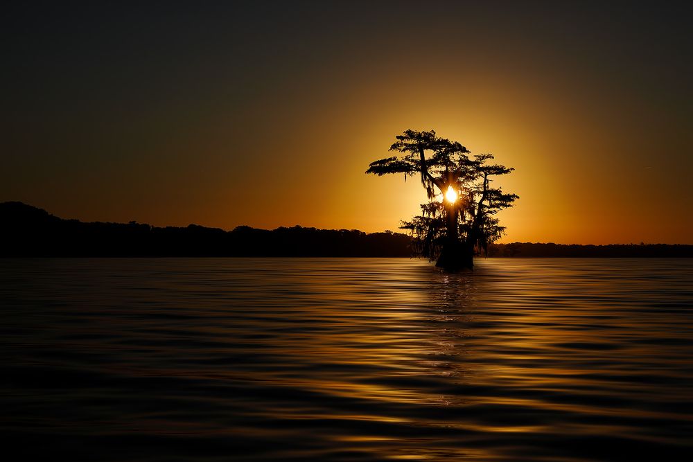 Cypress-tree-at-sunrise_83A6421.jpg