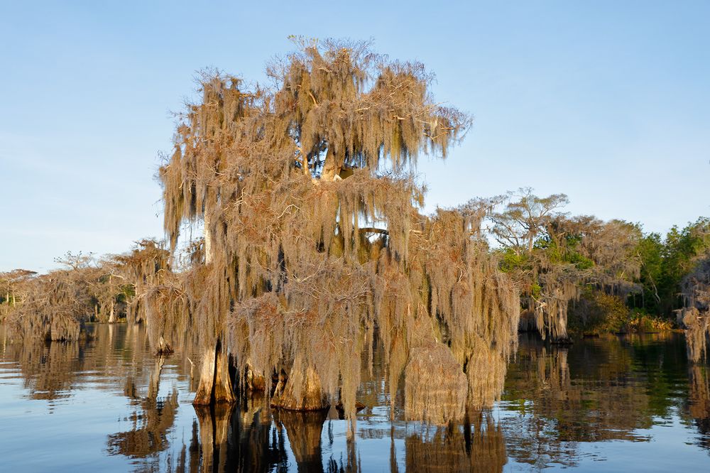 Cypress tree with spanish moss_S6A9193-Lake Blue Cypress, FL, USA.jpg