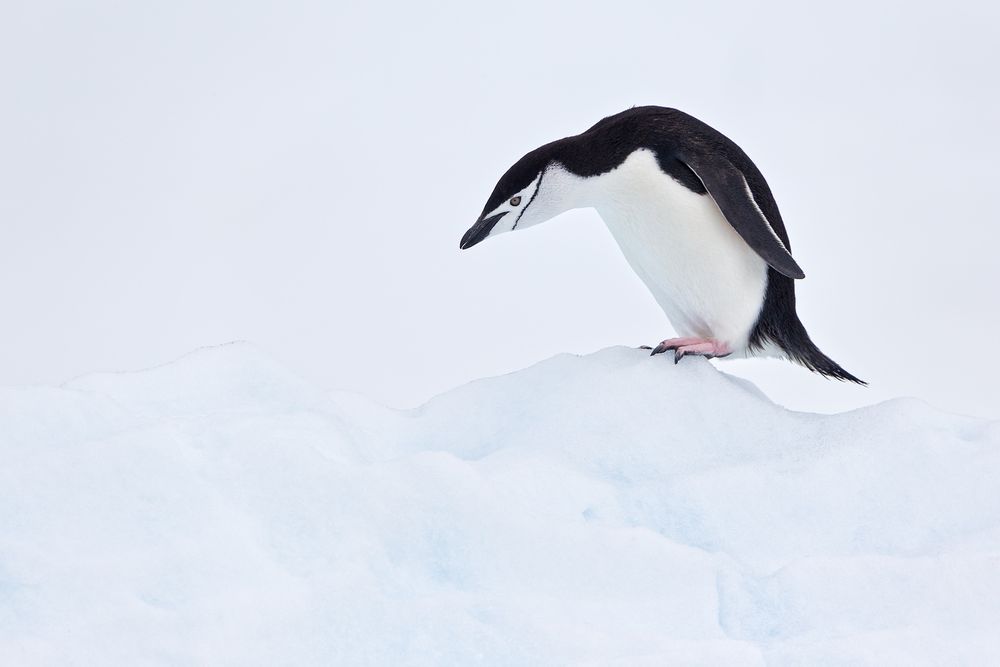Chinstrap-Penguin-on-top-of-iceberg-against-white-glacier_E7T3397-Paradise-Bay,-Antarctica.jpg