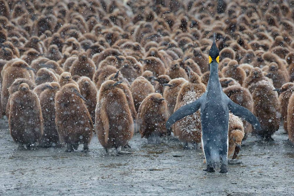 King-Penguin-and-Oakum-boys_B8R4375-Gold-Harbour,-South-Georgia-Islands,-Southern-ocean.jpg