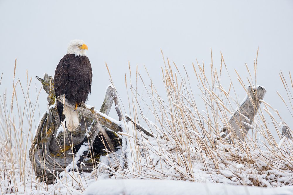 Bald eagle on perch in the snow_E7T0704-Kachemak Bay, Homer, AK.jpg