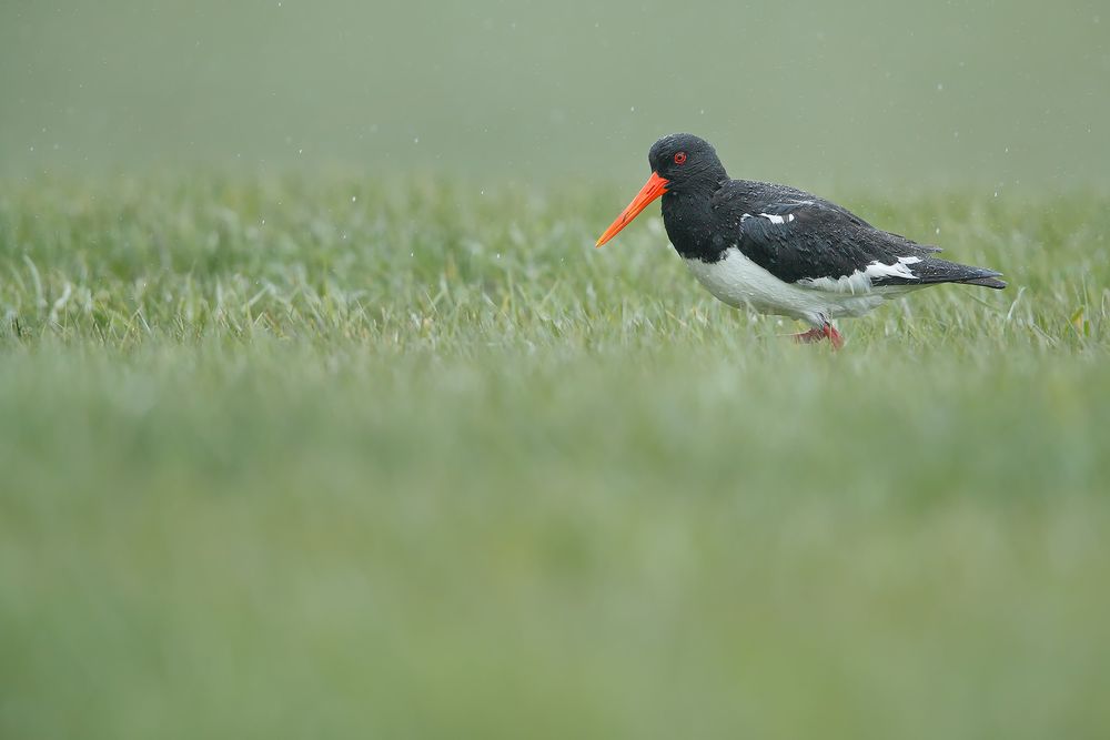 Oystercatcher-in-green-grass_A3I5894-Latrabjarg-hotel,-West-Iceland.jpg