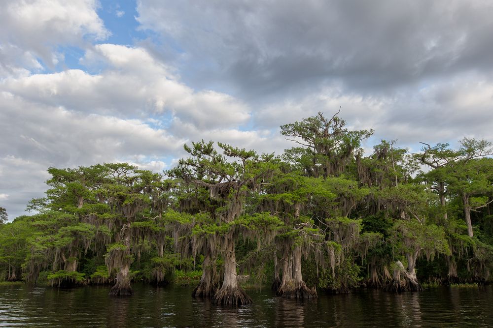 Cypress trees with clouds_B8R9596-Lake Blue Cypress, Indian River County, USA.jpg