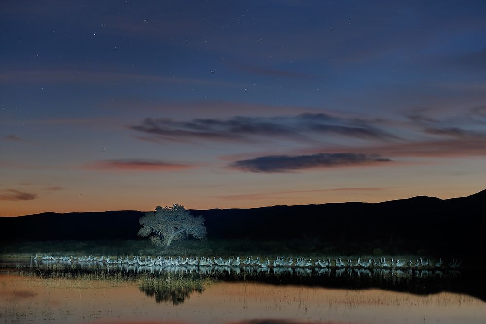 Sandhill-cranes-and-stars-light-painting_E7T4192-Bosque-del-Apache-NWR,-San-Antonio,-NM,-USA.jpg