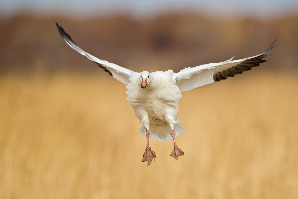 Snow-goose-wings-spread-soft-yellow-bkgd_M7E8019-Bosque-del-Apache-NWR,-San-Antonio,-NM.jpg