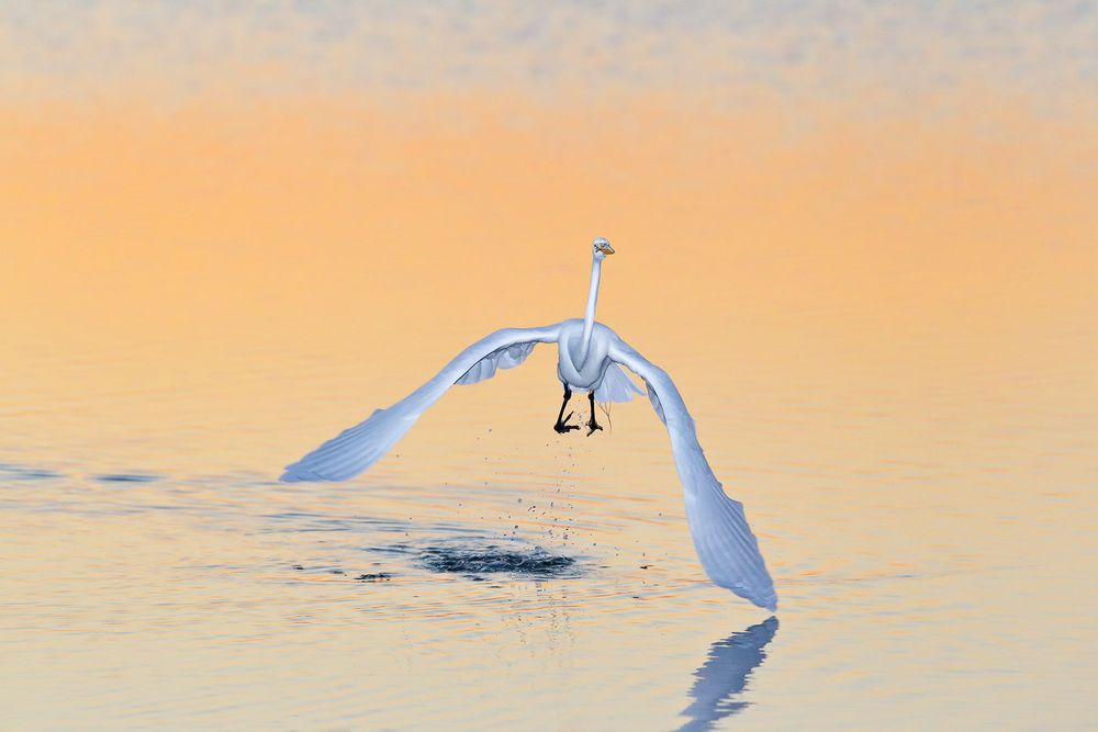 Great-Egret-lifting-off-in-orange-morning-light-04100858-East-Beach,-Fort-de-Soto,-St.jpg