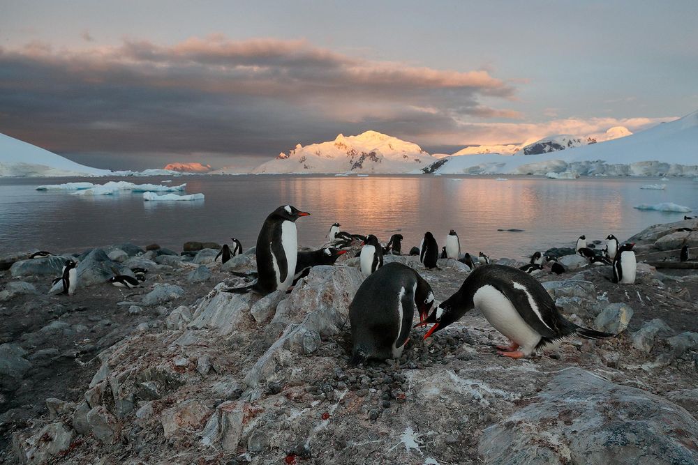 Gentoo-penguins-courting-in-late-light_A3I5106-Paradise-Bay,-Antarctica.jpg