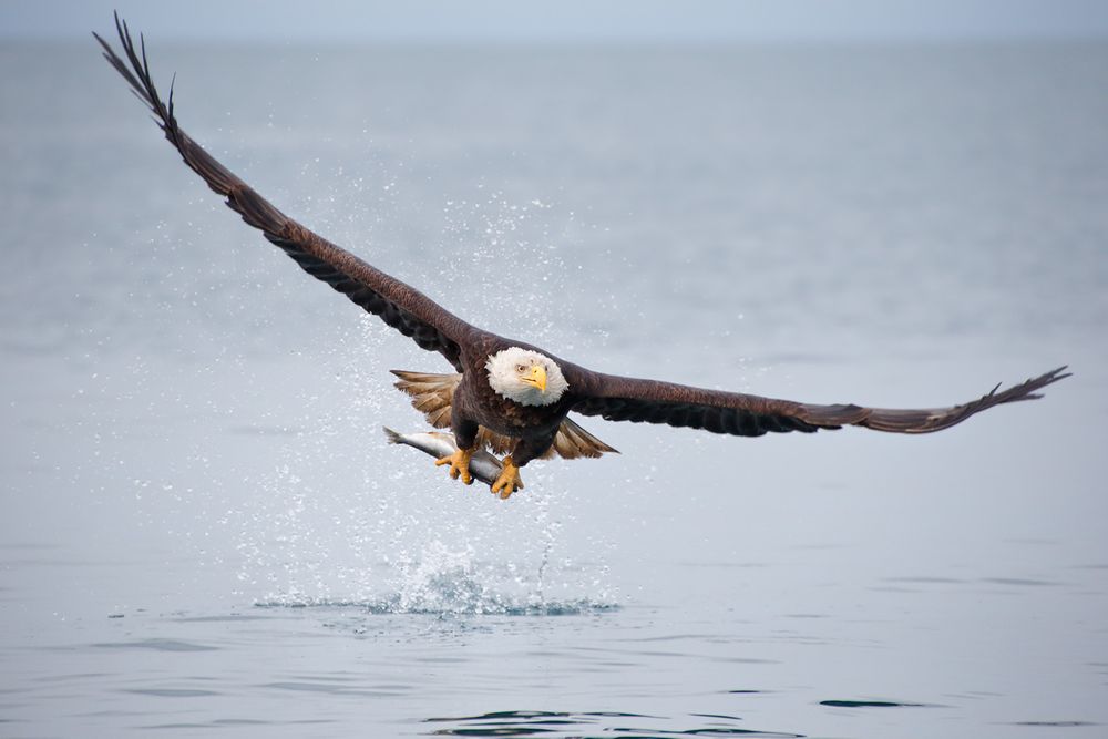Bald eagles with fish lifting off_B8R8079-Kachemak Bay, Homer, AK.jpg