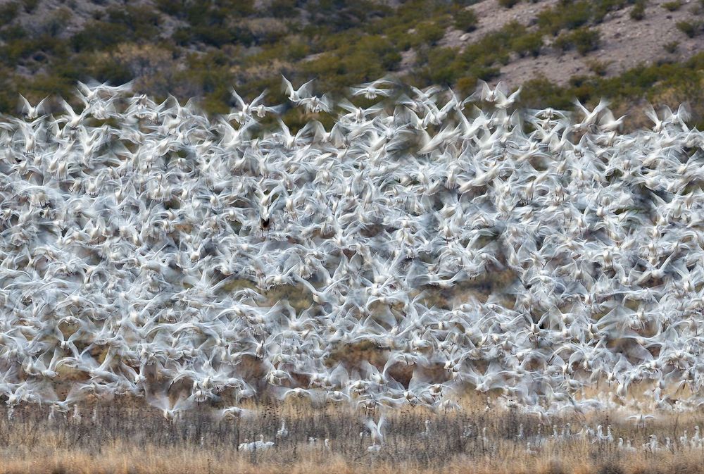 Snow-geese-blast-off_E7T4371-Bosque-del-Apache-NWR,-San-Antonio,-NM,-USA.jpg