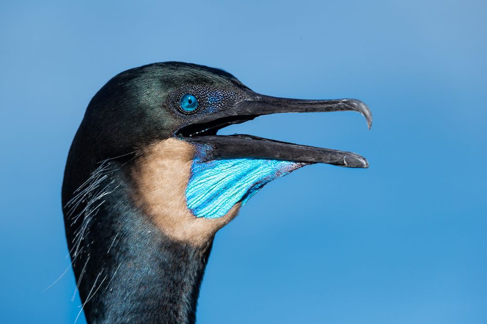 Brandt's comorant in breeding plumage_E7T0479-La Jolla Cliffss, La Jolla, USA.jpg