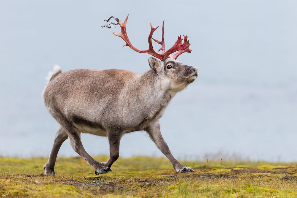 Raindeer-running-through-the-meadow_B8R6040-Alkhornet,-Svalbard,-Arctic.jpg
