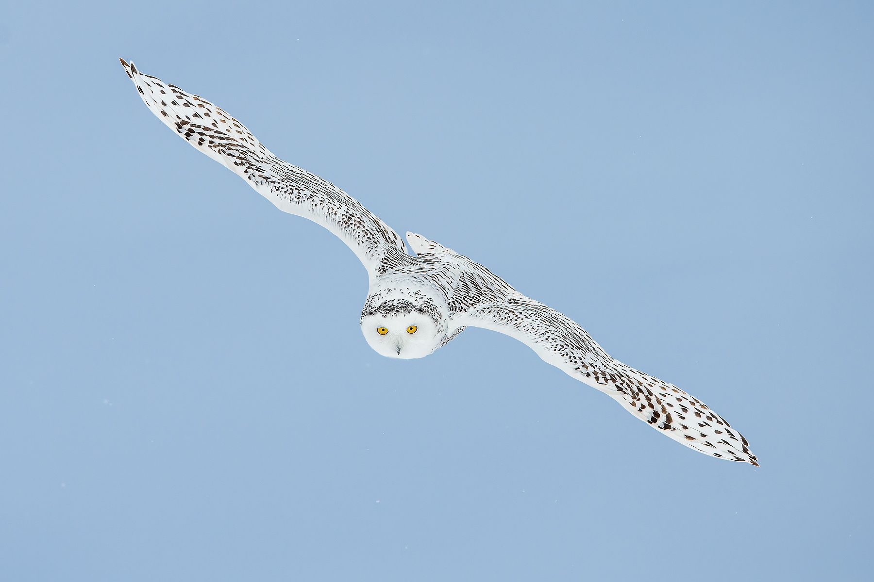 Snowy-owl-gliding-darker-sky014_2227.jpg