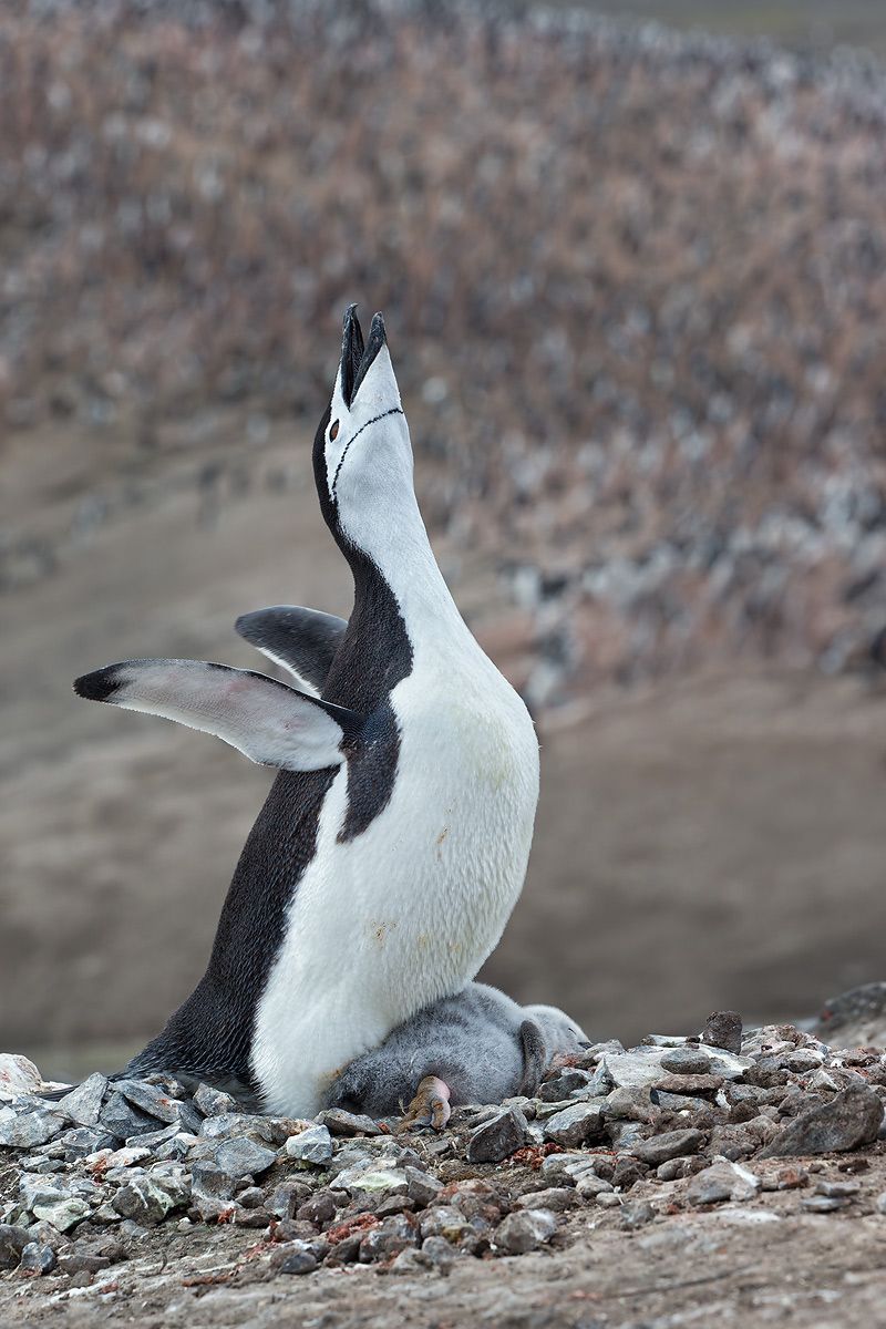 Chinstrap-Penguin-calling-on-the-nest_E7T4140-Bailey-Head,-Deception-Island,-Antarctica.jpg