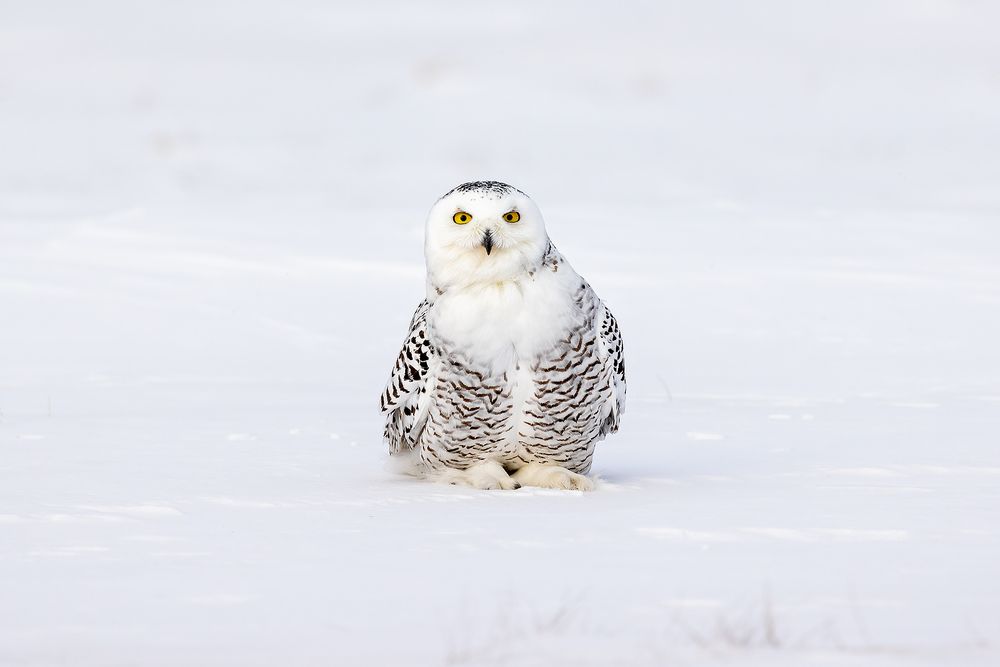 Snowy-owl-standing-in-the-snow_F0A5772.jpg