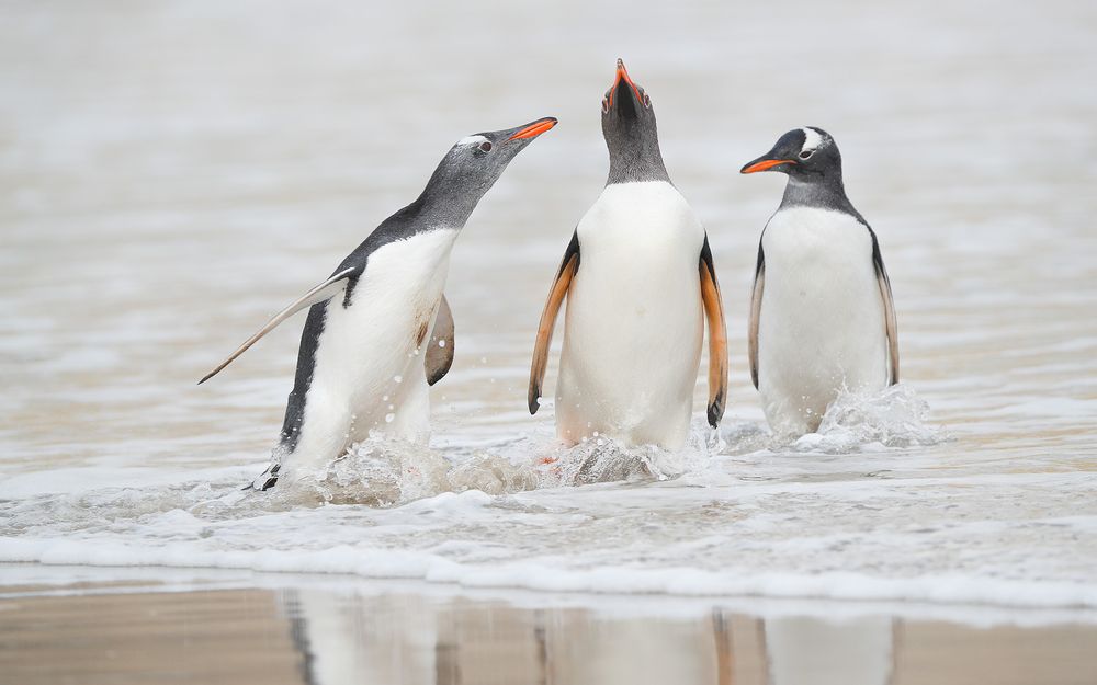 Gentoo penguins in the surf_A3I3568-West Falkland Island, Falklands.jpg