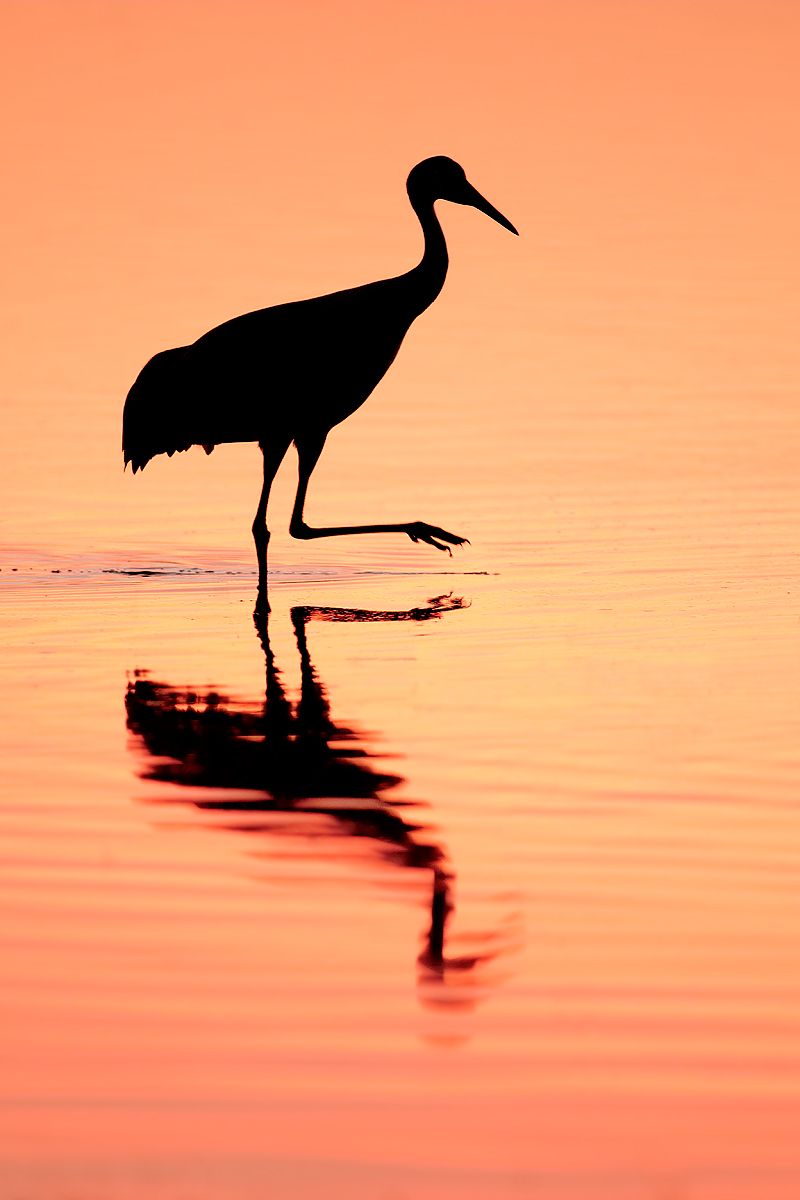 Sandhill-crane-silhouette-with-pink-water_44A1713-Bosque-del-Apache-NWR,-San-Antonio,-NM,-USA.jpg