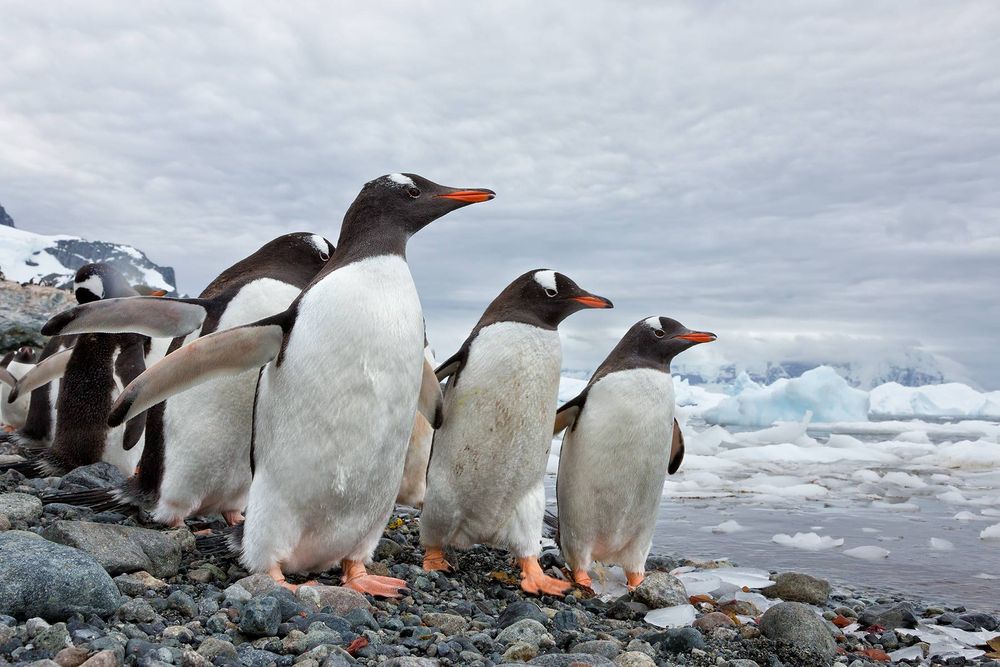 Gentoo-Penguins-walking-along-the-beach-with-ice_S6A8306-Cuverville-Island,-Antarctica.jpg