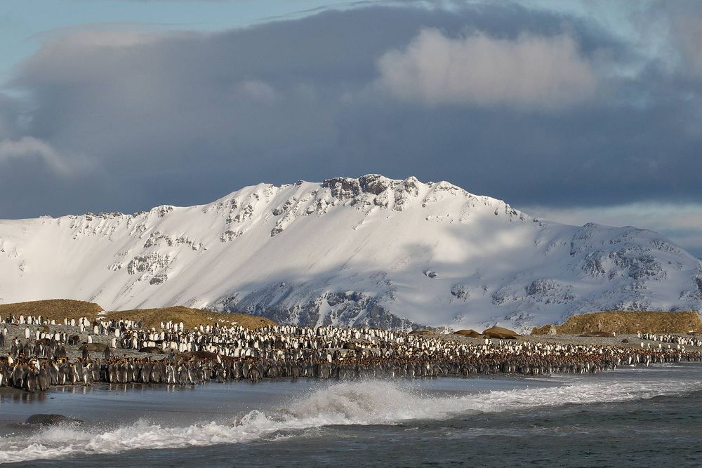 King-Penguins-and-the-surf_44A8175-Salisbury-Plain,-Bay-of-Isles,-South-Georgia-Islands,-Southern-ocean.jpg
