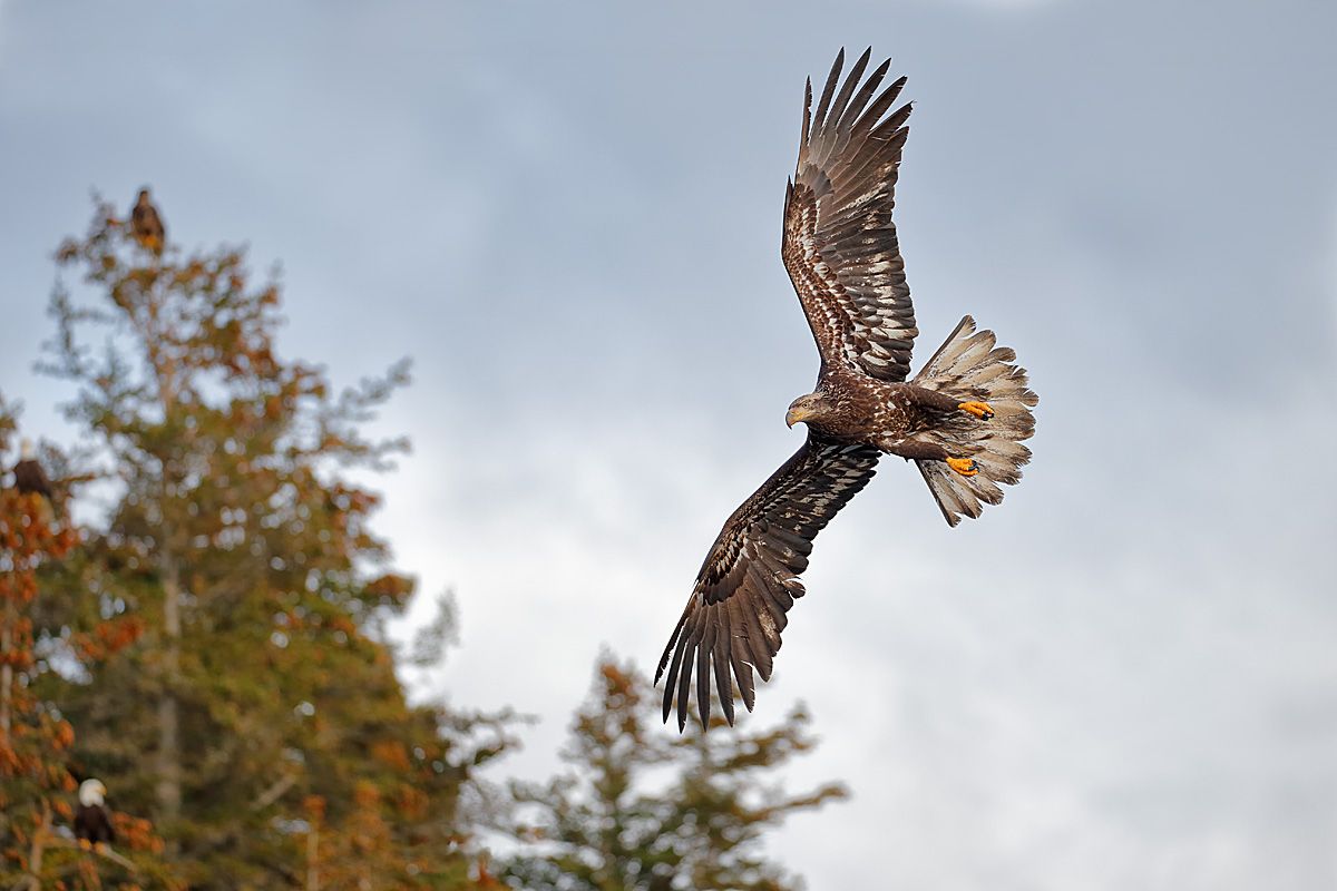 bald-eagle-immature-flying-towards-trees_b8r0622-kachemak-bay-homer-alaska-usa.jpg