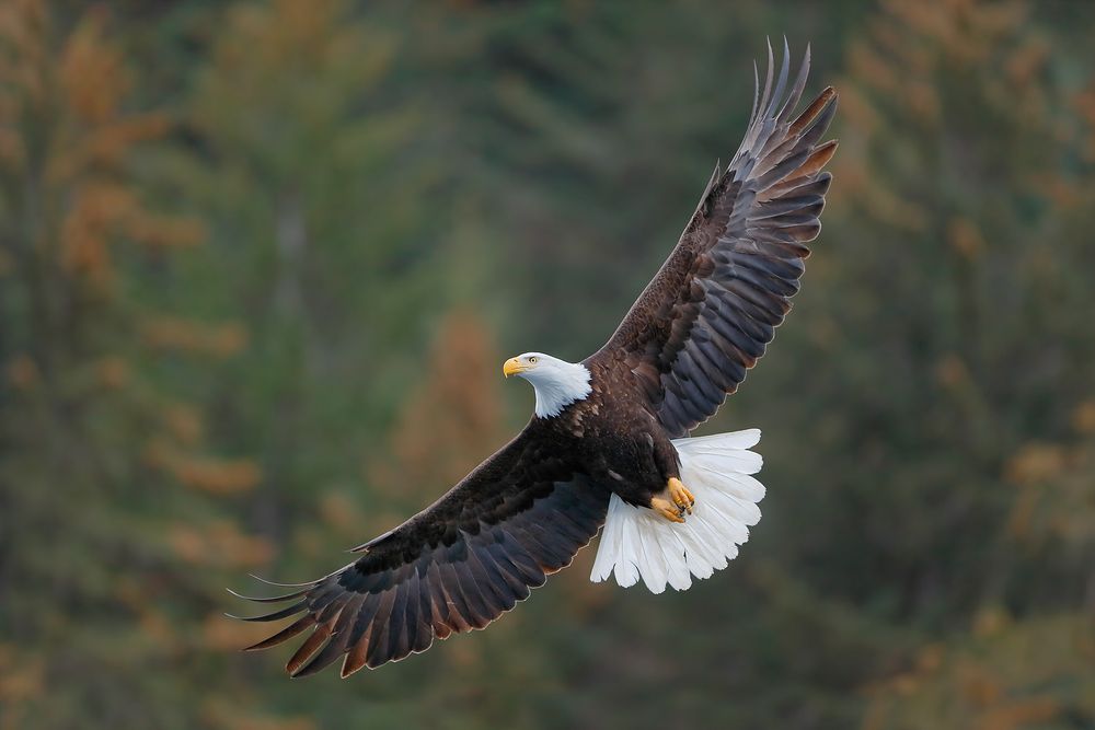Bald-eagle-banking-with-tree-background_B8R6583-Kachemak-Bay,-Homer,-Alaska,-USA.jpg