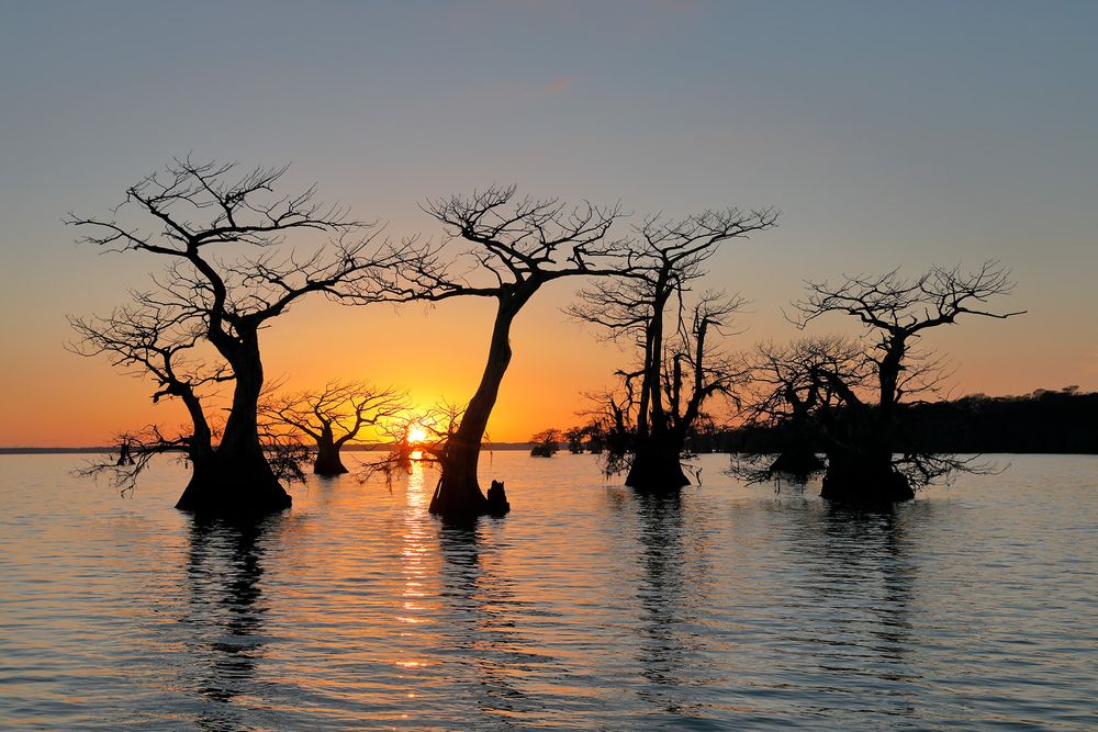 Cypress trees at sunset_E4A0943-Lake Fausse Point, Atchafalaya Basin, LA, USA.jpg